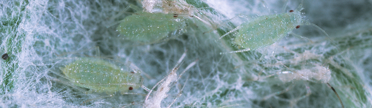 Artichoke aphids, Capitophorus elaeagni.