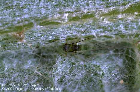 Dorsal view of winged adult artichoke aphid, <I>Capitophorus elaeagni,</I> showing diverging tubercles and rectangular black spot.