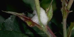 Frothy white excrement of spittlebug nymph.