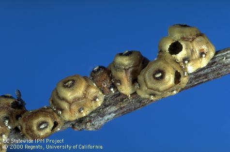 Dead female wax scales with parasite emergence holes on a pepper tree.