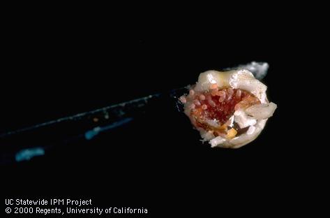 A female wax scale, <i>Ceroplastes</i> sp., overturned to reveal her eggs.