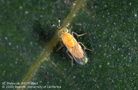 Adult <i>Metaphycus</i> species parasitic wasp.