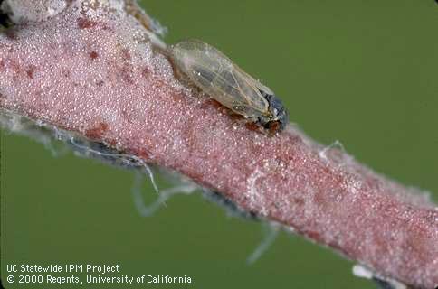 Adult bluegum psyllid.