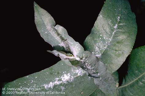 Honeydew from bluegum psyllids.