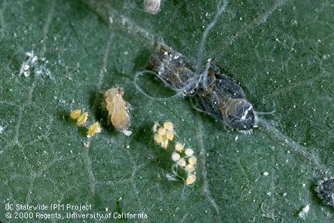 Eggs and nymphs of bluegum psyllid, <i>Ctenarytaina eucalypti</i>.