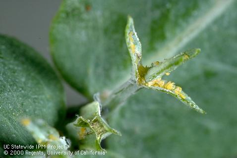 Bluegum psyllid eggs.