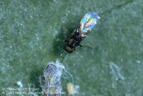 Adult parasitic wasp, <i>Psyllaephagus pilosus</i>, investigating a nymph of its host, the bluegum psyllid, <i>Ctenarytaina eucalypti</i>.