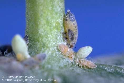 Nymph of bluegum psyllid, <I>Ctenarytaina eucalypti,</I> parasitized by <I>Psyllaephagus pilosus.</I>.