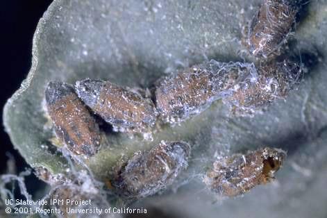 Bluegum psyllid nymphs parasitized and mummified by <i>Psyllaephagus pilosus</i>.