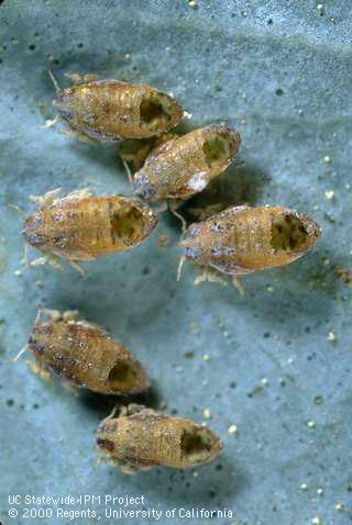 Bluegum psyllid mummies with exit holes of the parasite, Psyllaephagus pilosus.