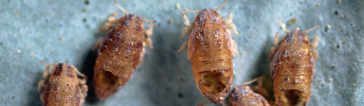 Exit holes of the parasitic wasp, <i>Psyllaephagus pilosus,</i> in the mummies of bluegum psyllid nymphs, <i>Ctenarytaina eucalypti</i>.