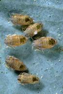 Bluegum psyllids with the emergence hole of a parasitic wasp, Psyllaephagus pilosus.