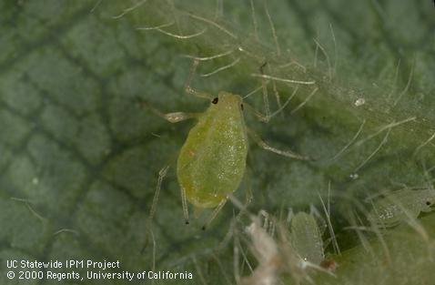 Strawberry aphid adult and nymph.