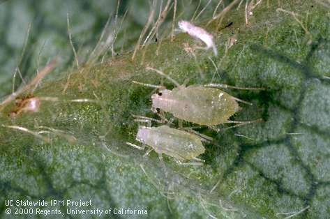 Strawberry aphids, <i>Chaetosiphon fragaefolii.</i>.