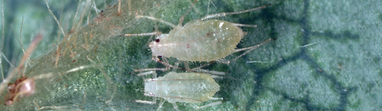 Strawberry aphids, Chaetosiphon fragaefolii.