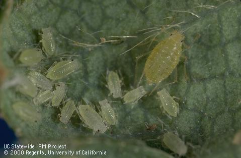 Strawberry aphid wingless adult and nymphs.