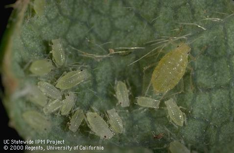 Strawberry aphid wingless adult and nymphs.