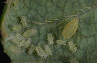 Aphid adult and nymphs