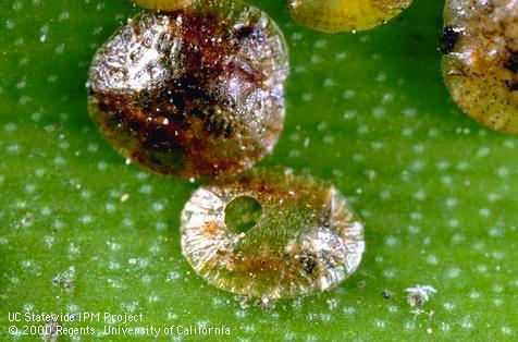 Mature, female brown soft scale, <i>Coccus hesperidum</i>, (top) and dead scale nymph with parasite emergence hole.