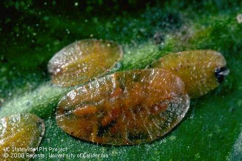 Adult and nymphs of brown soft scale, <i>Coccus hesperidum</i>.