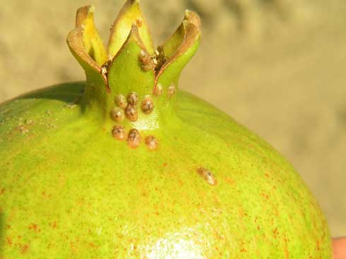 Brown soft scale, <i>Coccus hesperidum,</i> on pomegranate.