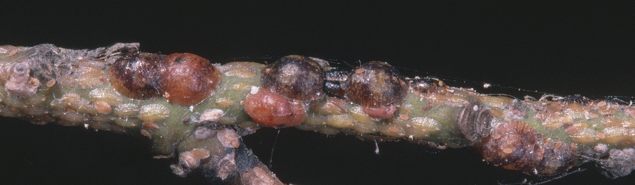 Adults and nymphs of brown soft scale, Coccus hesperidum.