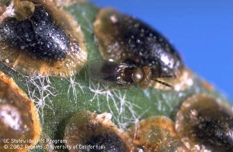 Adult parasite, <I>Coccophagus rusti,</I> on a dark, parasitized brown soft scale, <I>Coccus hesperidum.</I> .