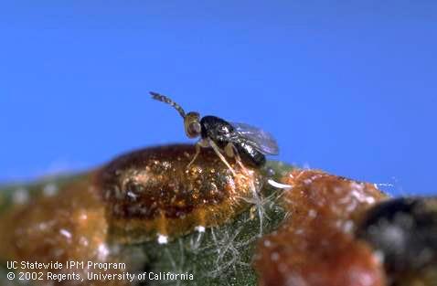 Adult parasite, <I>Coccophagus rusti,</I> by a dark, parasitized brown soft scale, <I>Coccus hesperidum.</I> .