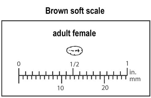 Relative size of brown soft scale, <i>Coccus hesperidum,</i> adult female, top view.