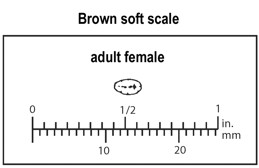 Size of a mature, female brown soft scale.