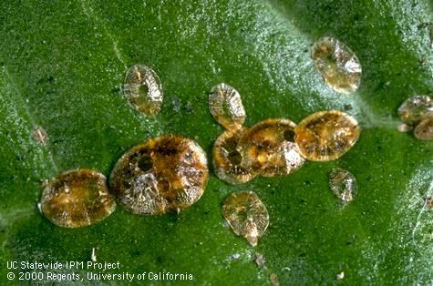 Brown soft scale, <i>Coccus hesperidum</i>, with parasitoid emergence holes.