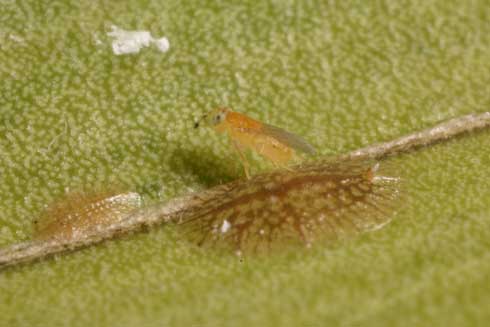 Adult female parasitic wasp, <i>Metaphycus</i> sp. nr. <i>flavus,</i> ovipositing in the nymph of a brown soft scale, <i>Coccus hesperidum.</i>.