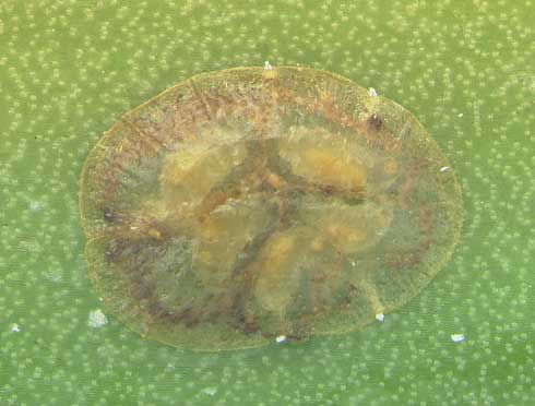 Late instar <i>Metaphycus</i> species wasp larvae visible through the surface of their soft scale host.