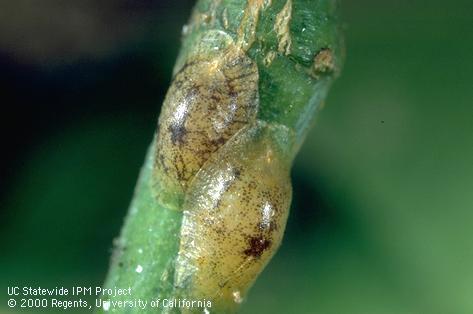 Nymphs of brown soft scale, <i>Coccus hesperidum</i>, feeding on a green stem.