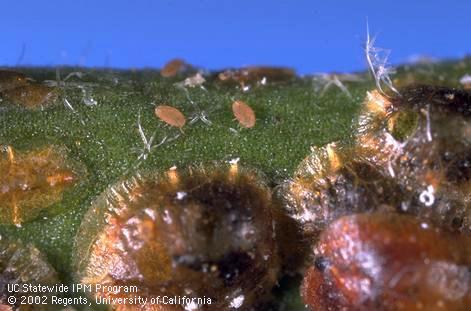 Two brown crawlers of soft scale, <I>Coccus hesperidum,</I> near older mature scales. 