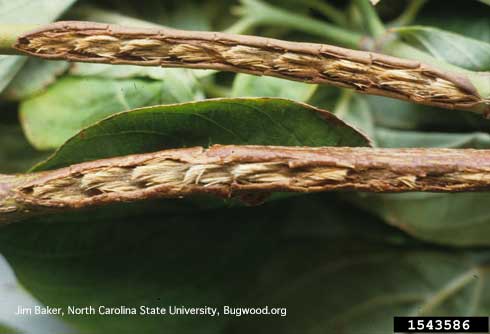 Twig injury from egg-laying of a cicada (Cicadidae).