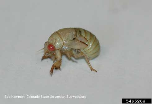 Nymph of a cicada (Cicadidae).