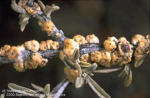 Yellowish young adult irregular wax scale females on saltbush.