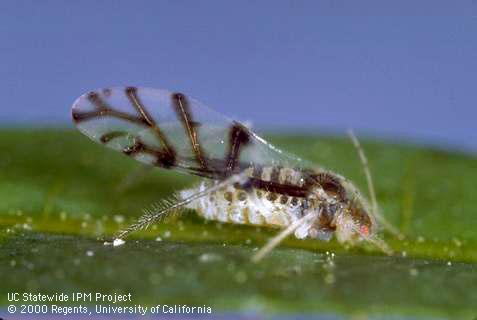 Adult dusky-veined aphid.