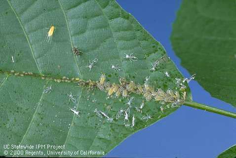 Nymph of dusky-veined aphid.