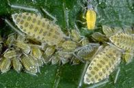 Dusky-veined aphid nymps