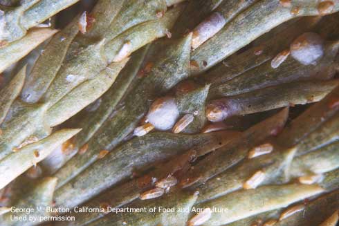 Juniper scale, <i>Carulaspis juniperi.</i>.