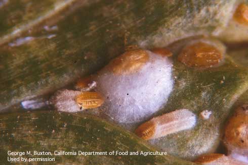 Juniper scale, <i>Carulaspis juniperi.</i>.