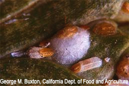 A female (center) and males of juniper scale appear the same as minute cypress scale.
