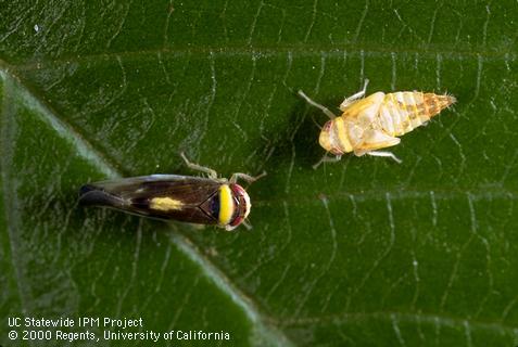 Adult (left) and nymph of mountain leafhopper, <i>Colladonus montanus</i>.