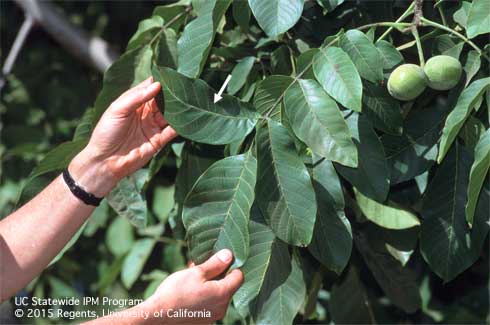 To sample aphids in walnut, select a leaf behind a developing fruit cluster and take the subterminal leaflet (arrow).