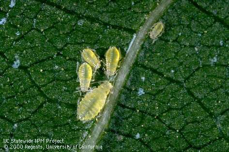 Walnut aphid nymphs.