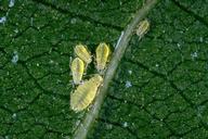 Walnut aphids