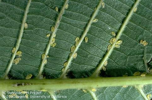 Nymph of walnut aphid.