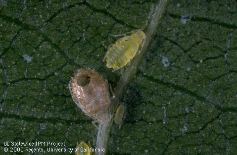 Tan-colored mummy of walnut aphid, <i>Chromaphis juglandicola,</i> with emergence hole of an adult parasite, <i>Trioxys pallidus.</i>.